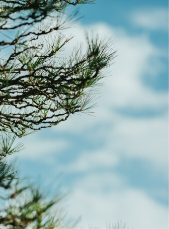 写真：松の木と空